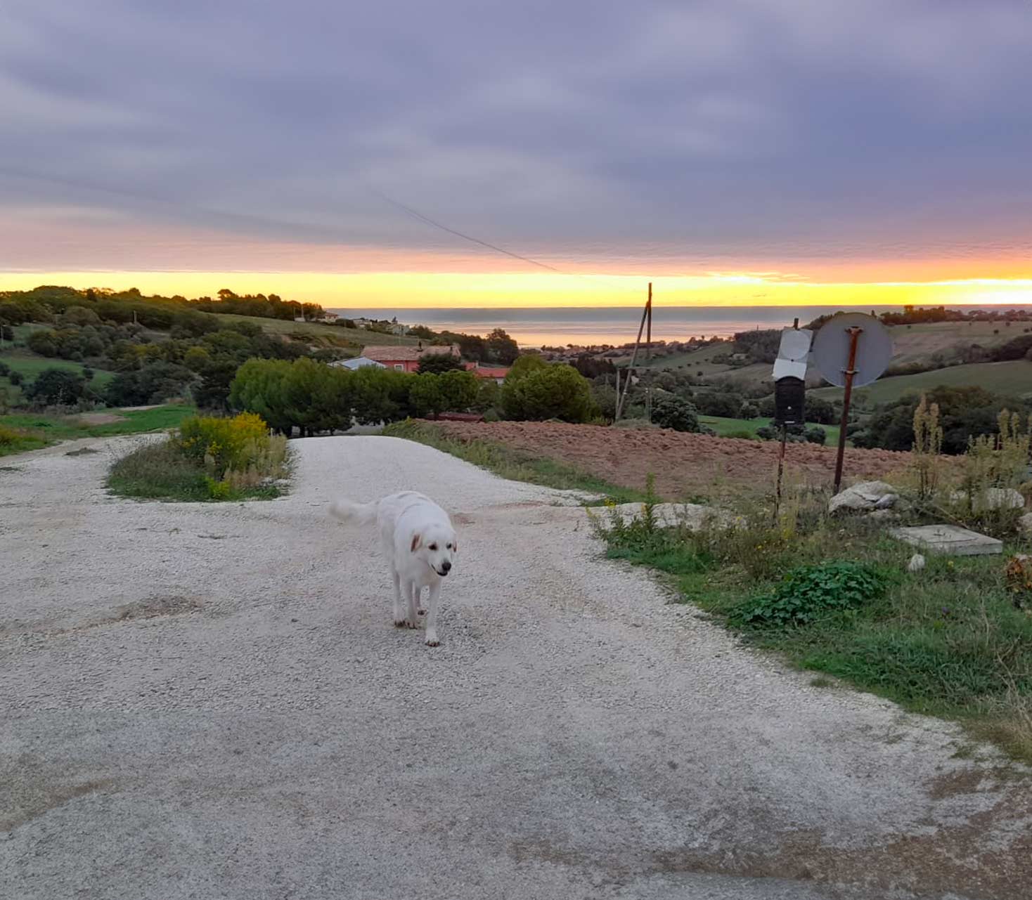 Cane Bianco